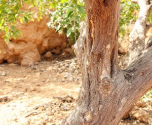 Boswellia Frereana: Der Königsweihrauch aus Somalia