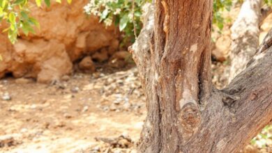 Boswellia Frereana: Der Königsweihrauch aus Somalia