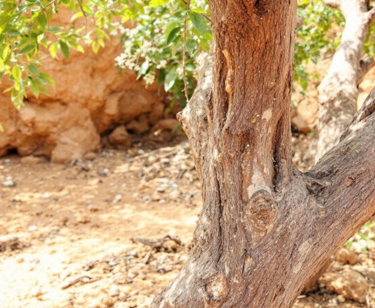 Boswellia frereana aus Somalia [Bildinhalt mit KI erstellt]